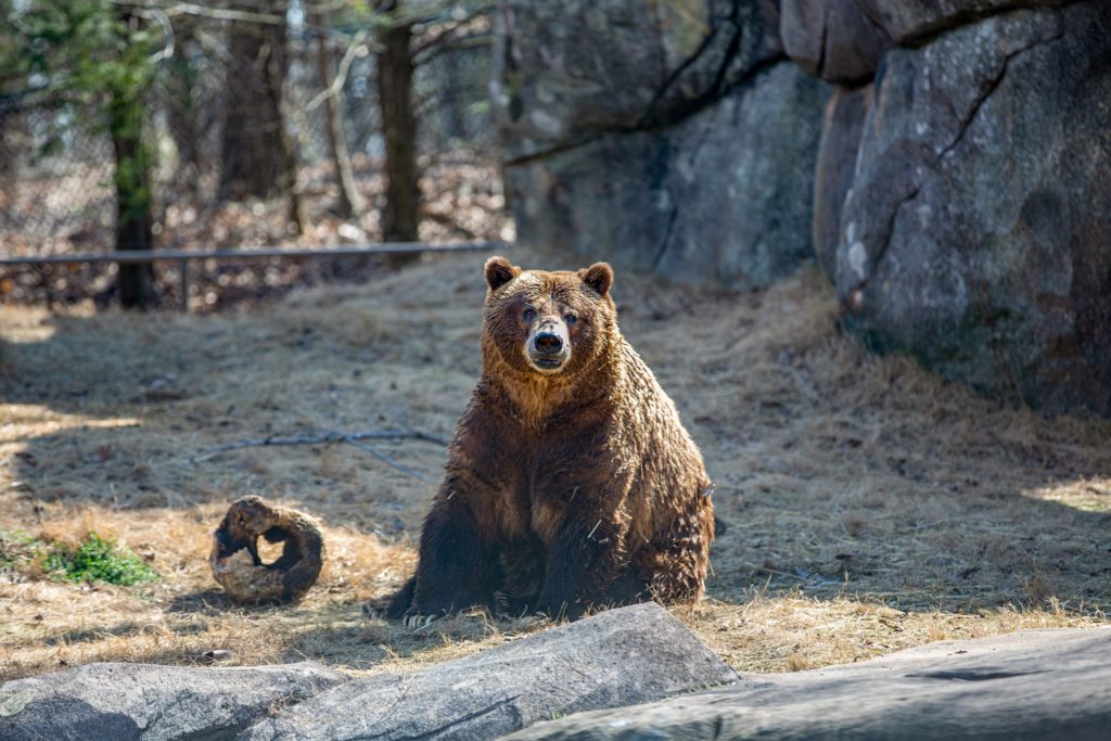 Grizzly bear dies at NC Zoo