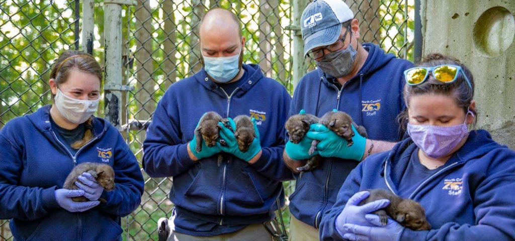 Zoo announces red wolf pup names