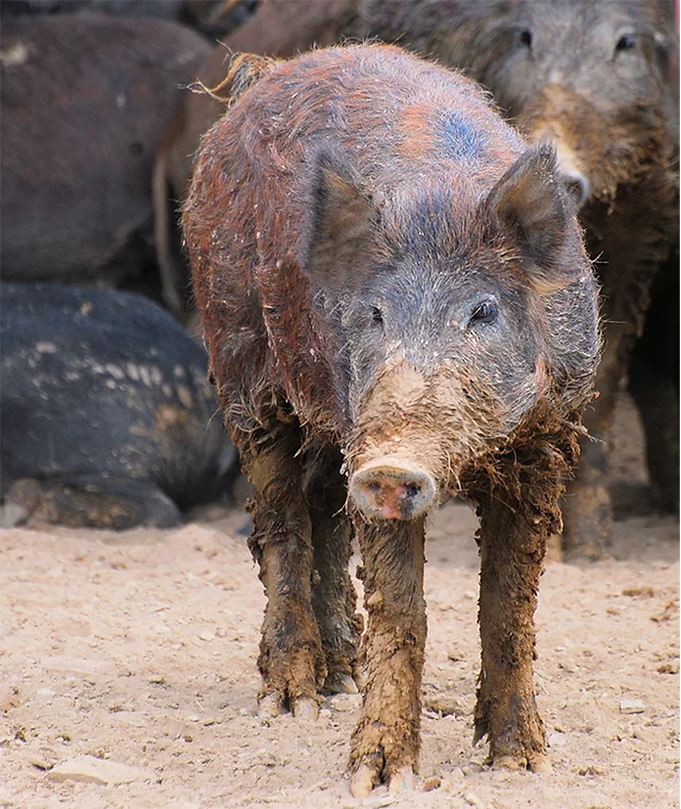 Feral swine program starting in Randolph County